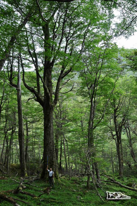 Um belíssimo e verdejante bosque na trilha para o Glaciar do Rio Mosco, na região de Villa O'Higgins, no sul do Chile